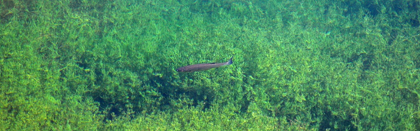 fisch-wasserpflanzen